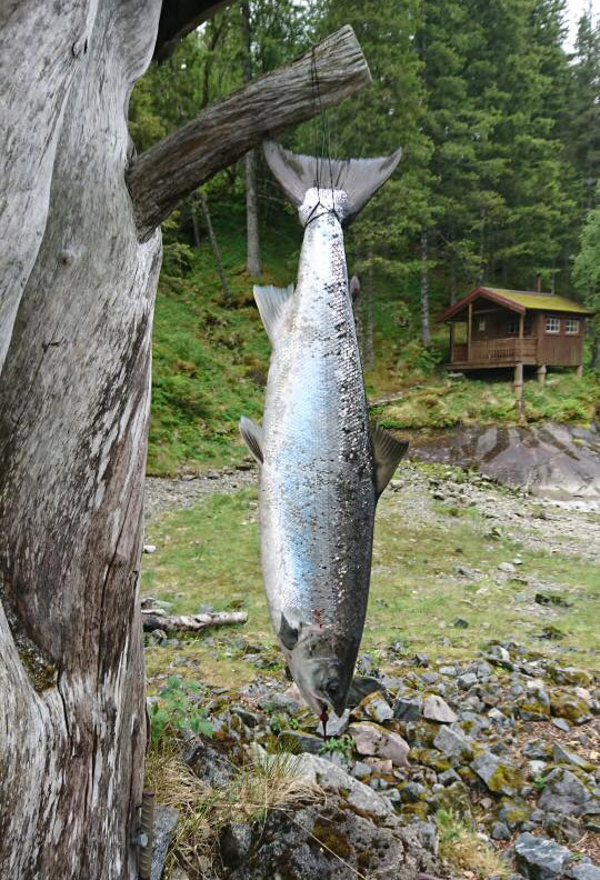 Laks i Stordalselva Laks i Stordalselva